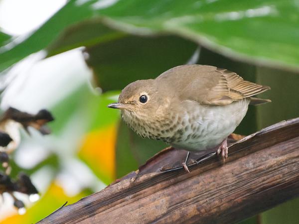 <h3>Catharus ustulatus / Swainson's thrush / Dwerglijster</h3>OM-1 Mark II with OLYMPUS M.150-400mm F4.5, 1/800 sec at F4.5, ISO 10000, distance 10.8 m